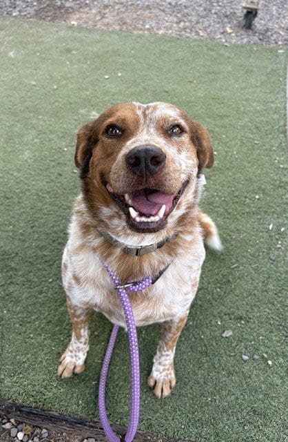 Photo of Doodle, adoptable Queensland Heeler in Phoenix, Arizona