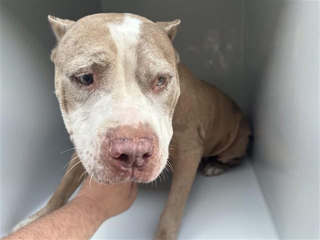 Photo of Senior American Bulldog mix, adoptable American Bulldog mix in Houston, Texas