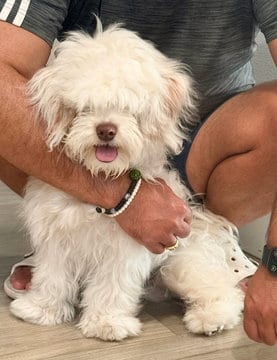 Photo of Woody, adoptable Maltese in Fremont, California
