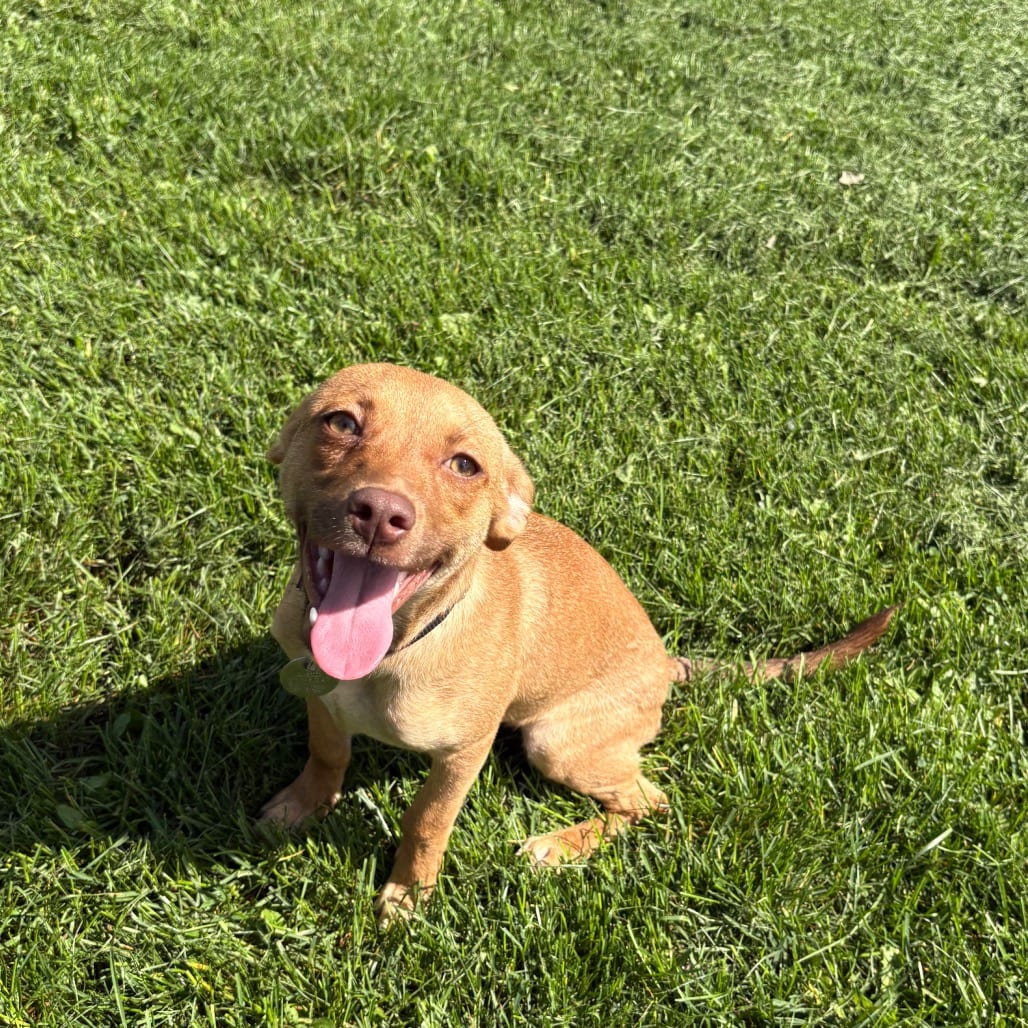 Photo of Loni, adoptable Catahoula Leopard Dog / Mix in Brookfield, Wisconsin