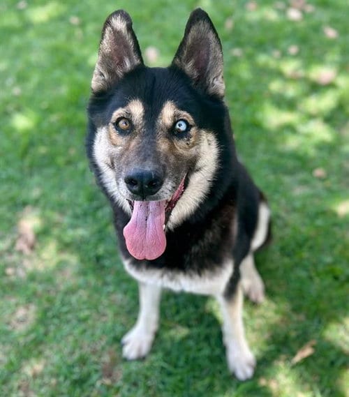 Photo of Trinity, adoptable Siberian Husky in Riverside, California