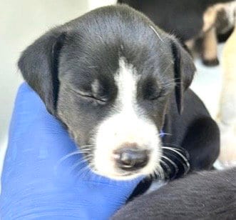 Photo of A661732, adoptable Labrador Retriever in Houston, Texas