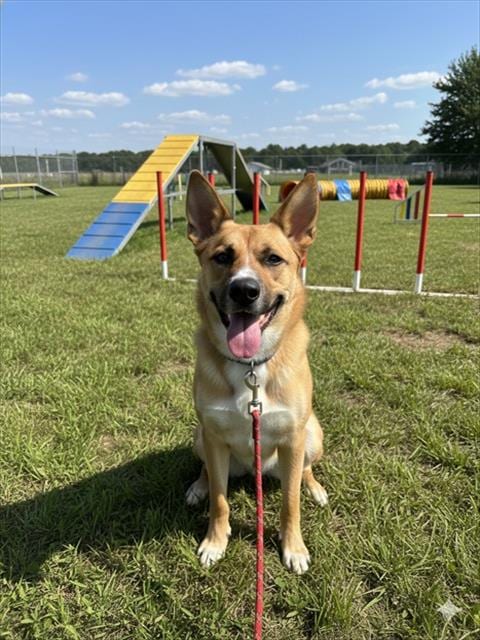 Photo of Bienvenido, adoptable Terrier in Miami, Florida