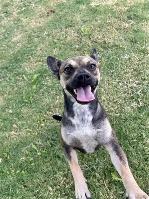 Photo of Bear, adoptable German Shepherd Dog in Temple, Texas