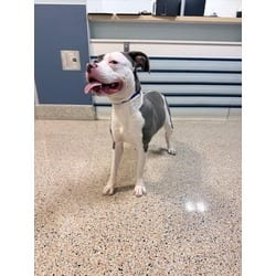 Photo of Hope, adoptable American Pit Bull Terrier in Doral, Florida