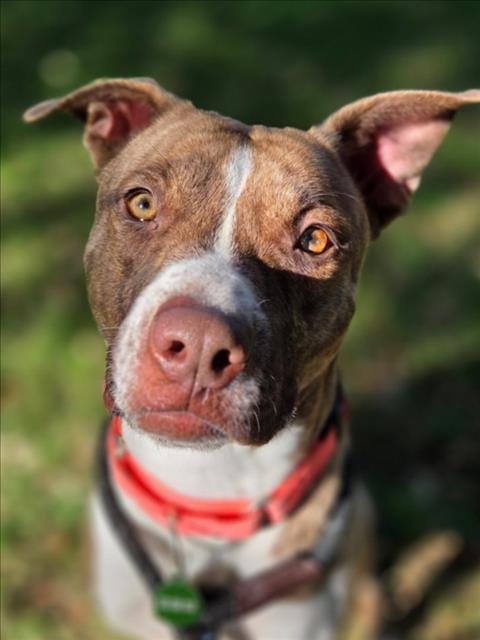 Photo of Shyanne, adoptable Pit Bull Terrier in Woodland, California