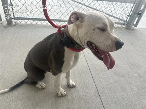 Photo of Luka, adoptable American Pit Bull Terrier in Ocala, Florida
