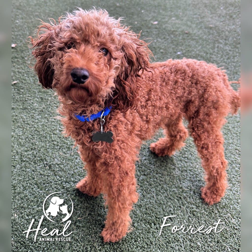 Photo of Forrest, adoptable Poodle, Miniature in Youngwood, Pennsylvania