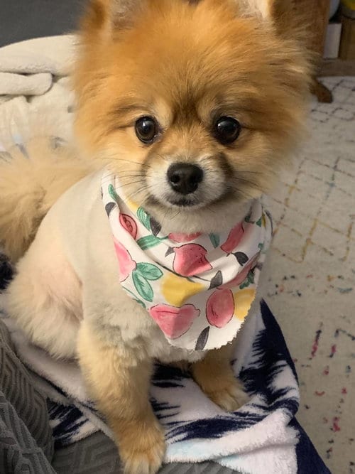 Photo of Roxy, adoptable Pomeranian in Ashville, Ohio