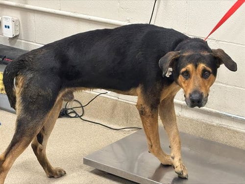 Photo of Houdini, adoptable German Shepherd Dog in Grand Prairie, Texas