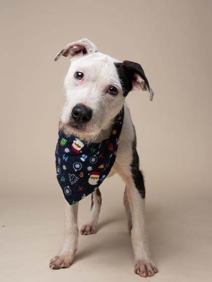 Photo of Monte Cristo, adoptable dog in Atlanta, Georgia