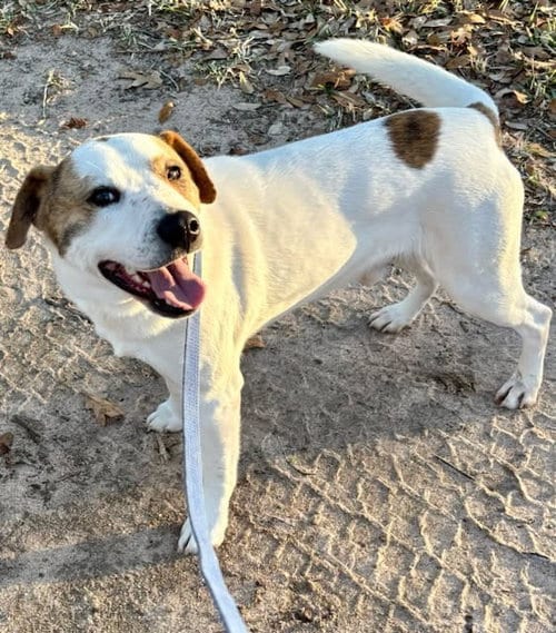 Photo of Spuds, adoptable Hound in Sheridan, Texas