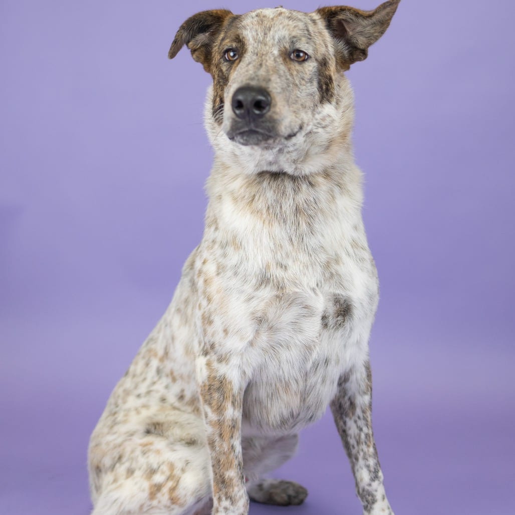 Photo of Levi, adoptable Cattle Dog in Portland, Oregon