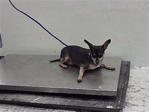 Photo of A2098395, adoptable Chihuahua in Houston, Texas