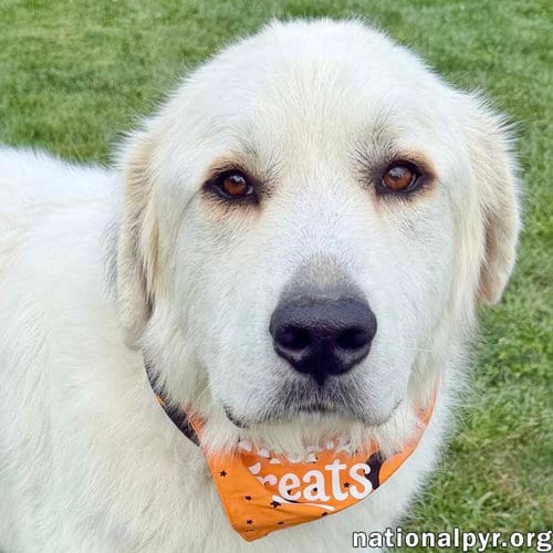 Photo of Tommy Boy in OH - Gentle, Calm & Quiet, adoptable Great Pyrenees in Beacon, New York
