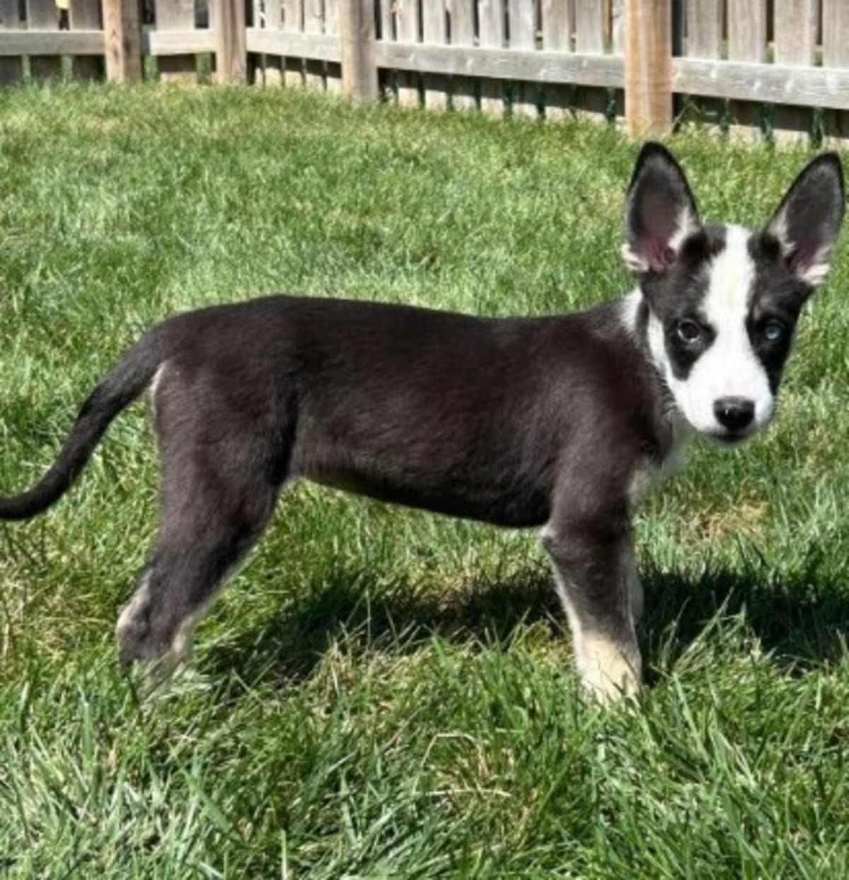 Photo of Cinco, adoptable Border Collie Mixed Breed (Medium) in Overland Park, Kansas