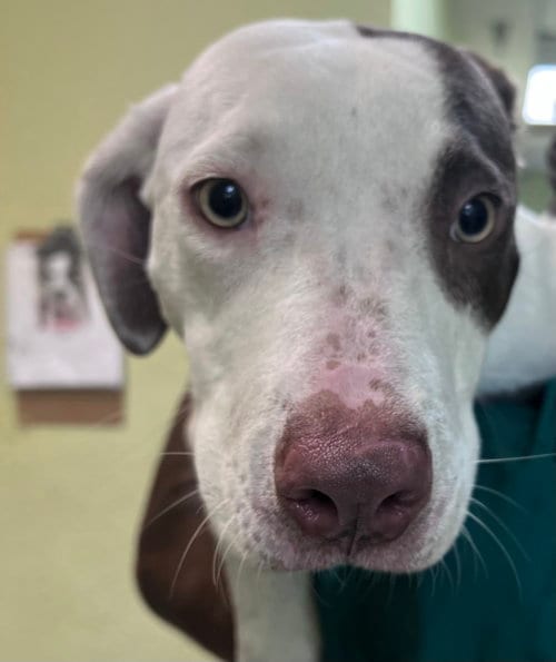 Photo of Bristol, adoptable Pointer in Royal Palm Beach, Florida