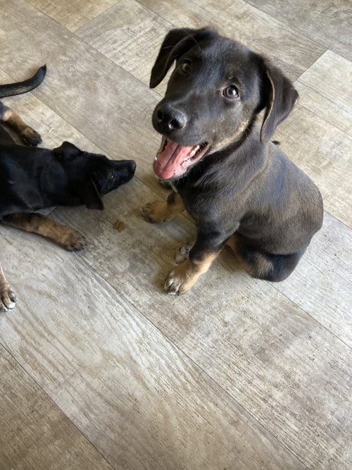 Photo of Pickles, adoptable Shepherd in San Diego, California