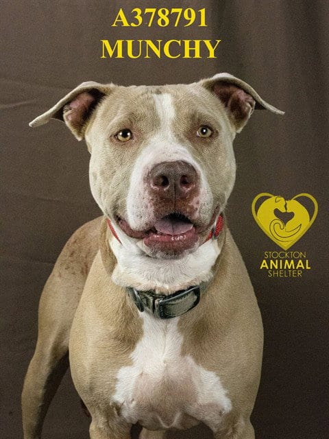 Photo of Munchy, adoptable Pit Bull Terrier in Stockton, California