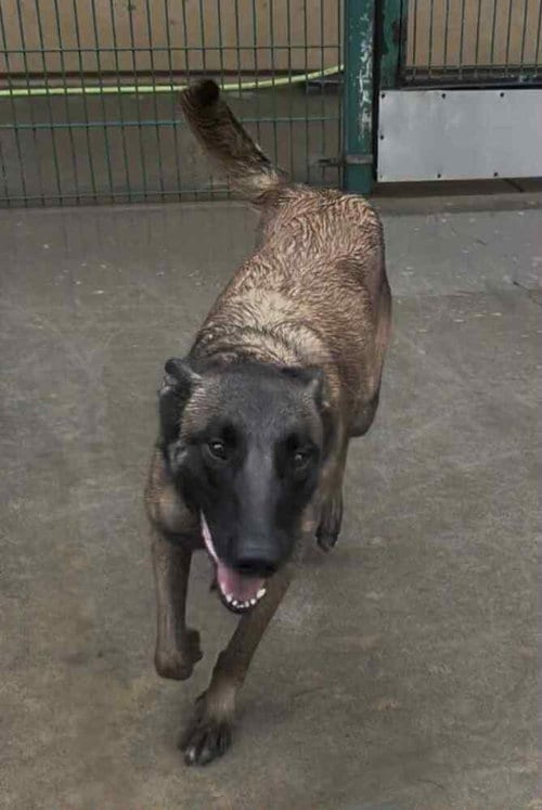 Photo of Trixi - Located in MA, adoptable Belgian Shepherd Malinois in Imlay City, Michigan