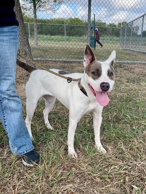 Photo of Rachel, adoptable American Pit Bull Terrier in Pasadena, Texas