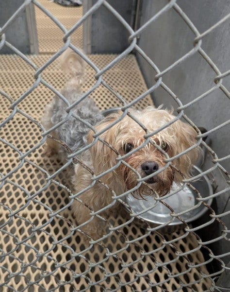 Photo of A524384, adoptable Yorkshire Terrier Yorkie in Wilmington, North Carolina