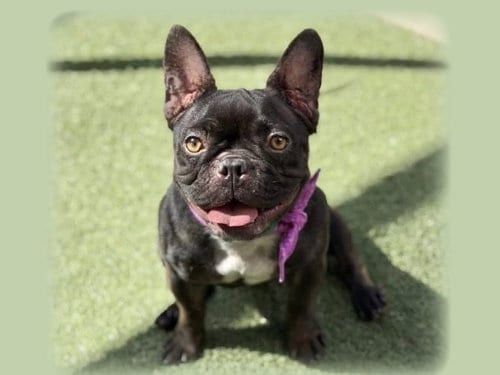 Photo of Pudding, adoptable French Bulldog in San Pedro, California