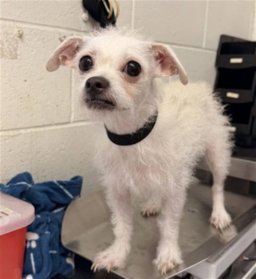Photo of Jigglypuff, adoptable Terrier in San Bernardino, California