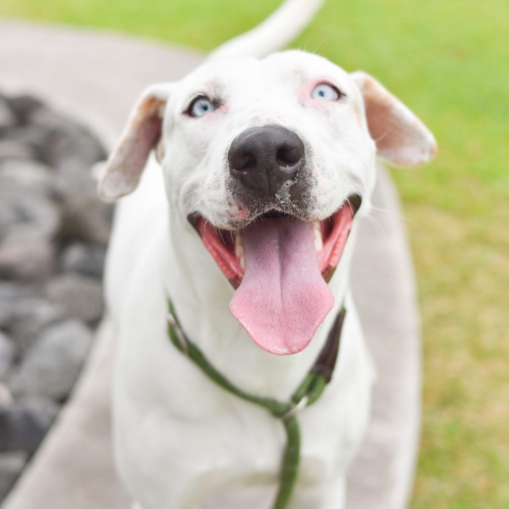 Photo of Jenny, adoptable Mixed Breed (Medium)