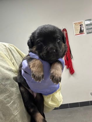 Photo of Appa, adoptable dog in Farmington, New Mexico