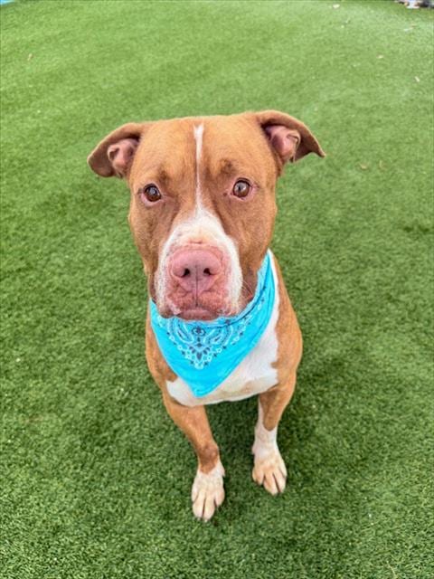 Photo of Kano, adoptable American Pit Bull Terrier in Miami, Florida