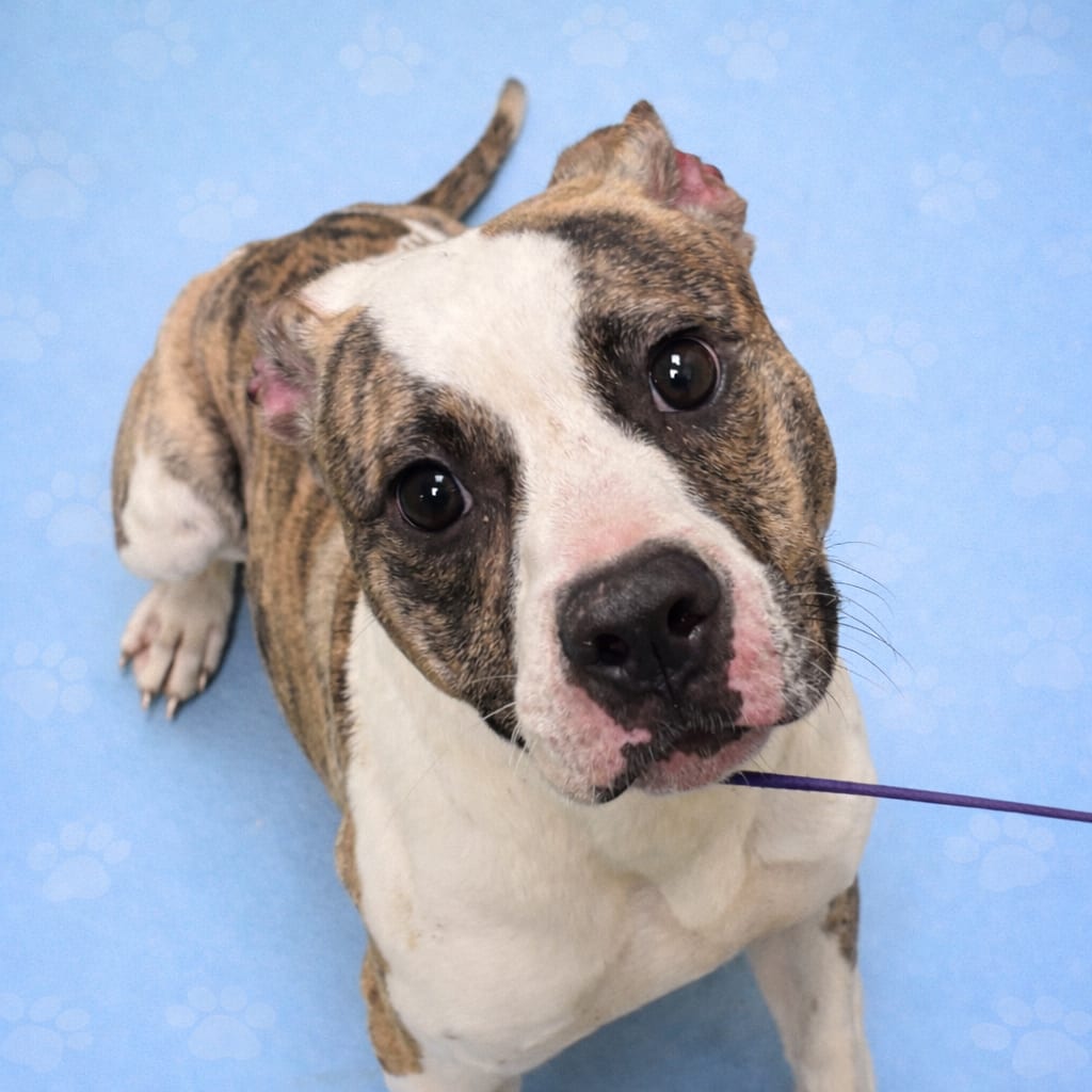 Photo of Pocahontas, adoptable Mixed Breed (Medium)