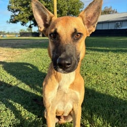 Photo of Wright JuM, adoptable Belgian Malinois Mixed Breed (Medium) in Richfield, Minnesota
