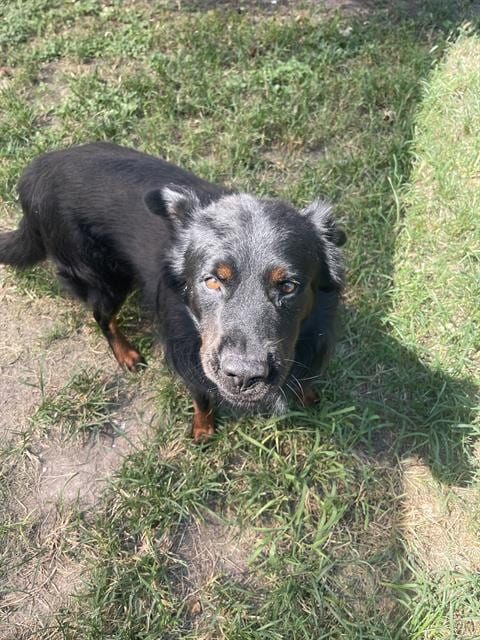 Photo of Sugar, adoptable Chow Chow in Houston, Texas