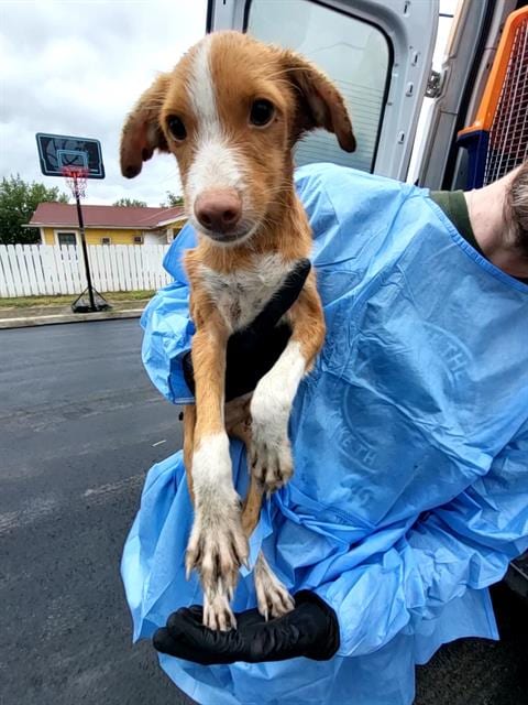 Photo of Archer, adoptable Terrier in San Antonio, Texas