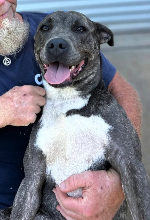 Photo of Dixie, adoptable Staffordshire Bull Terrier in Milner, Georgia