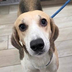 Photo of Bertie, adoptable Hound (Unknown Type) in Chatham, Virginia