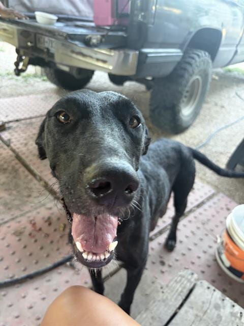 Photo of Odessa, adoptable Labrador Retriever in San Antonio, Texas