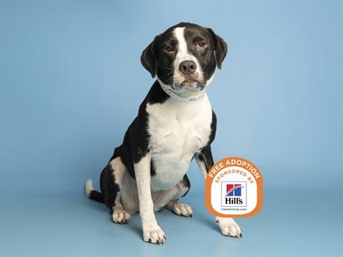 Photo of Millie, adoptable American Pit Bull Terrier in Phoenix, Arizona