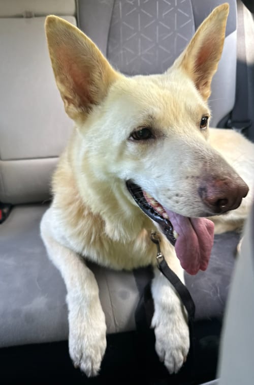 Photo of Apollo 7332, adoptable German Shepherd Dog in Centreville, Virginia