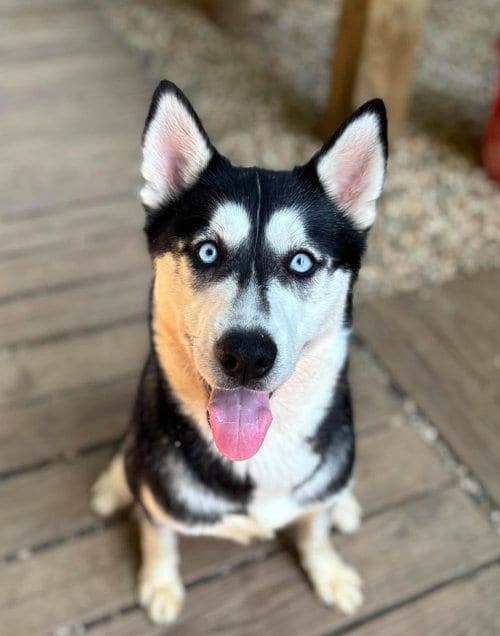 Photo of Frosted Mini Wheats, adoptable Siberian Husky in Matawan, New Jersey