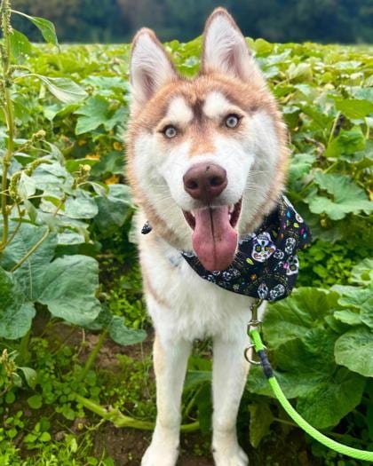 Photo of Mango, adoptable Alaskan Husky/Mix in Auburn, Washington
