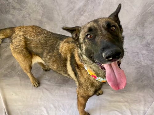 Photo of Alvida, adoptable Belgian Shepherd Malinois in Salinas, California
