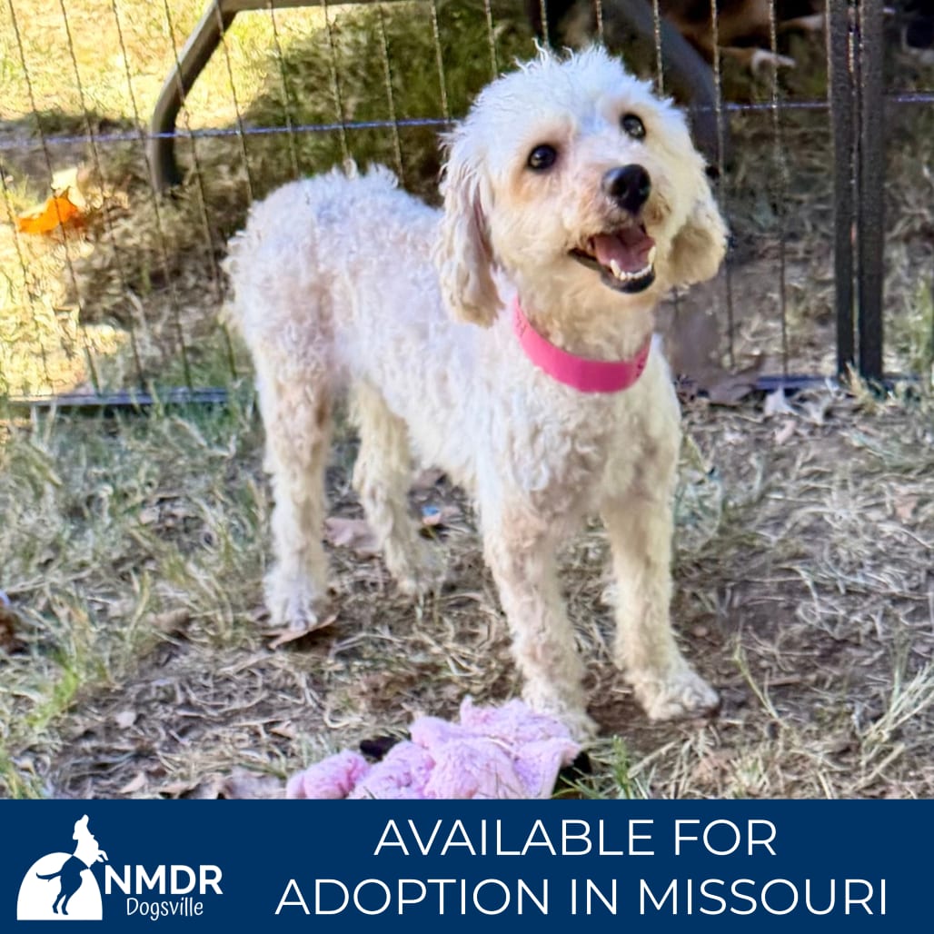 Photo of Poppi - Missouri (S26-154), adoptable Poodle, Miniature / None in Colorado Springs, Colorado