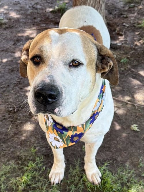 Photo of Stewie, adoptable Saint Bernard in Tulsa, Oklahoma