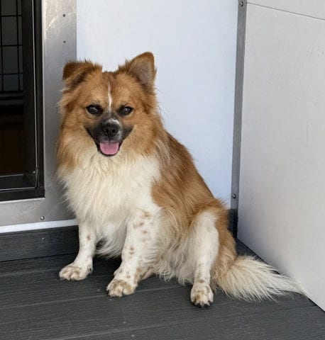 Photo of Papi, adoptable Papillon in San Bernardino, California
