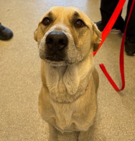 Photo of Tootsie, adoptable Labrador Retriever in Alameda, California