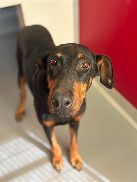 Photo of A256043, adoptable Doberman Pinscher in Visalia, California