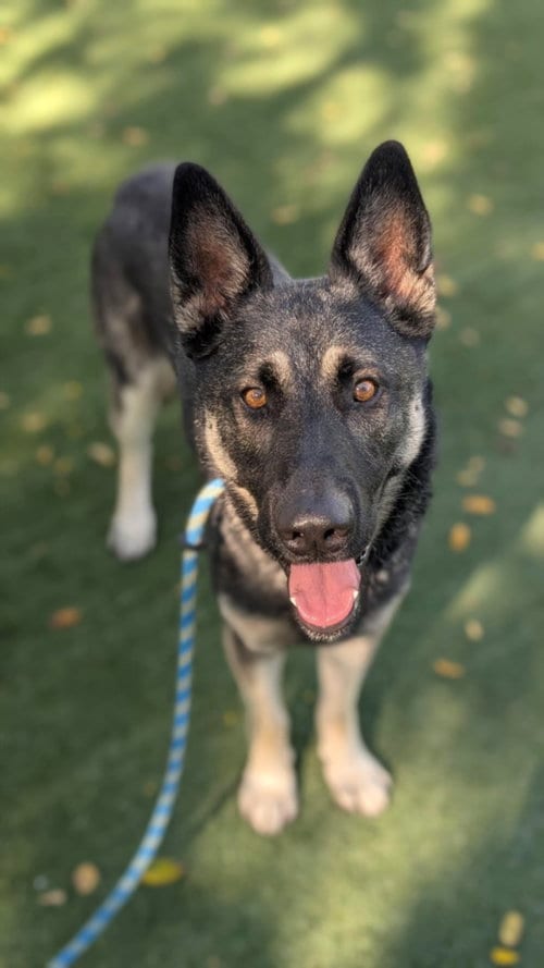 Photo of Cosmo, adoptable Belgian Shepherd Malinois in Chatsworth, California