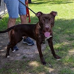 Photo of Shedeur, adoptable Terrier, Pit Bull / Mix in Weatherford, Texas